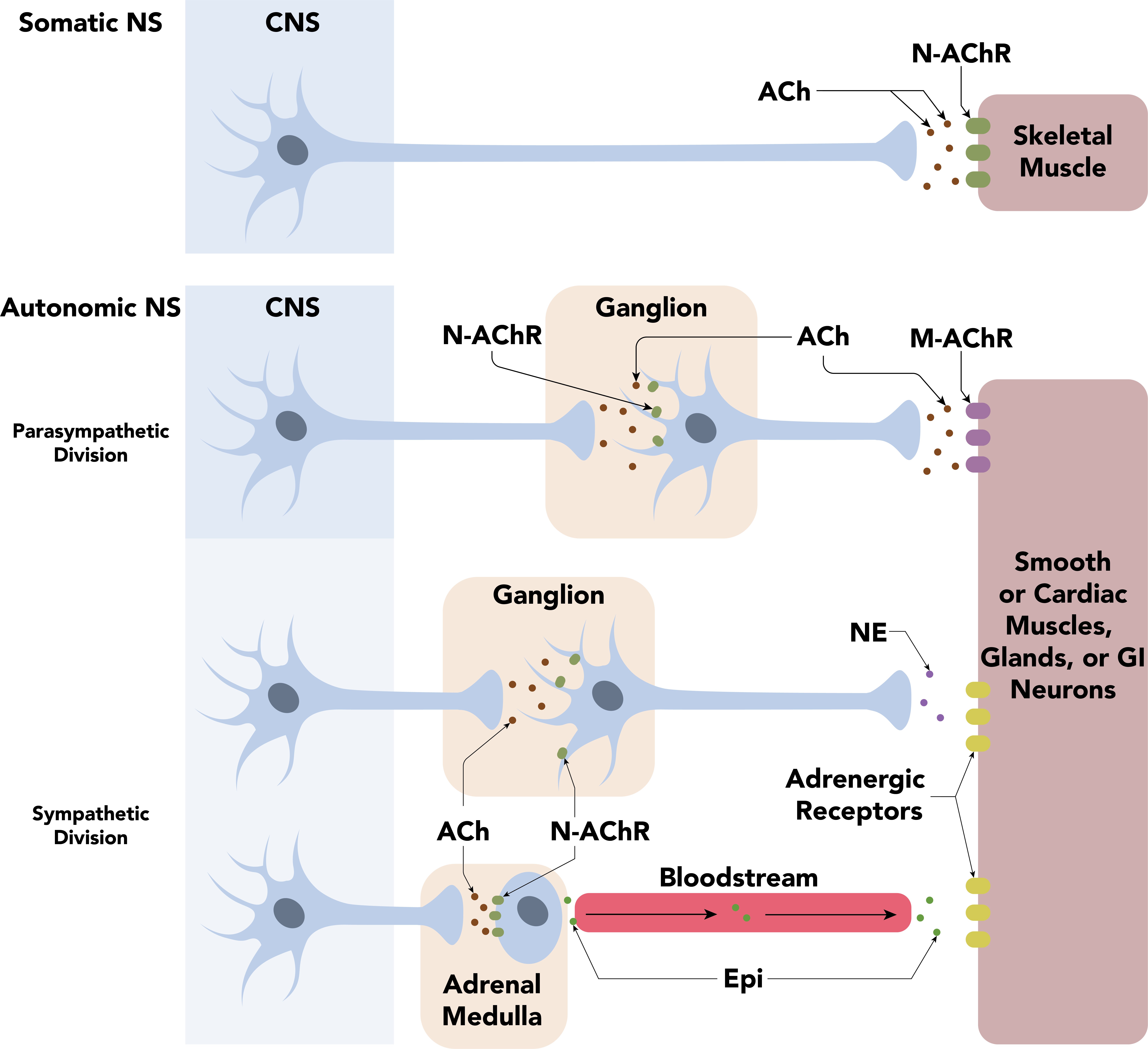 Four pathways, top to bottom: somatic, parasympathetic, sympathetic and adrenal medulla. First neurons release acetylcholine; final signals differ.
